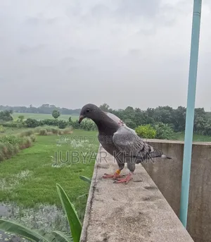 মাশাল্লাহ জিরো বেবি