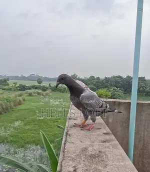 মাশাল্লাহ জিরো বেবি