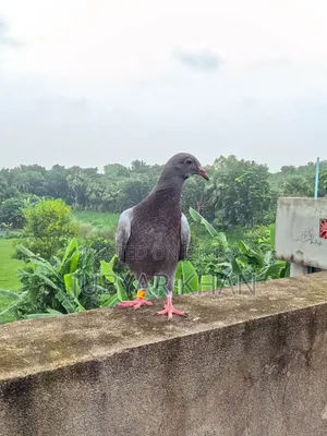 মাশাল্লাহ জিরো বেবি