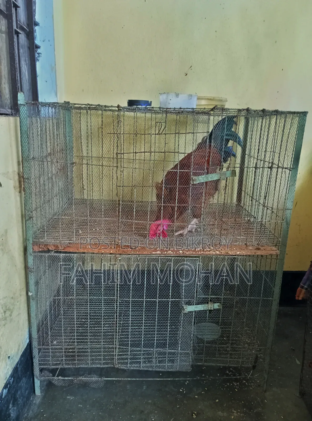 Rooster and Hen Cage