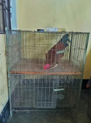 Rooster and Hen Cage