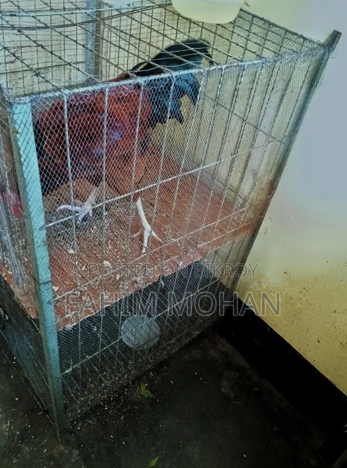 Rooster and Hen Cage