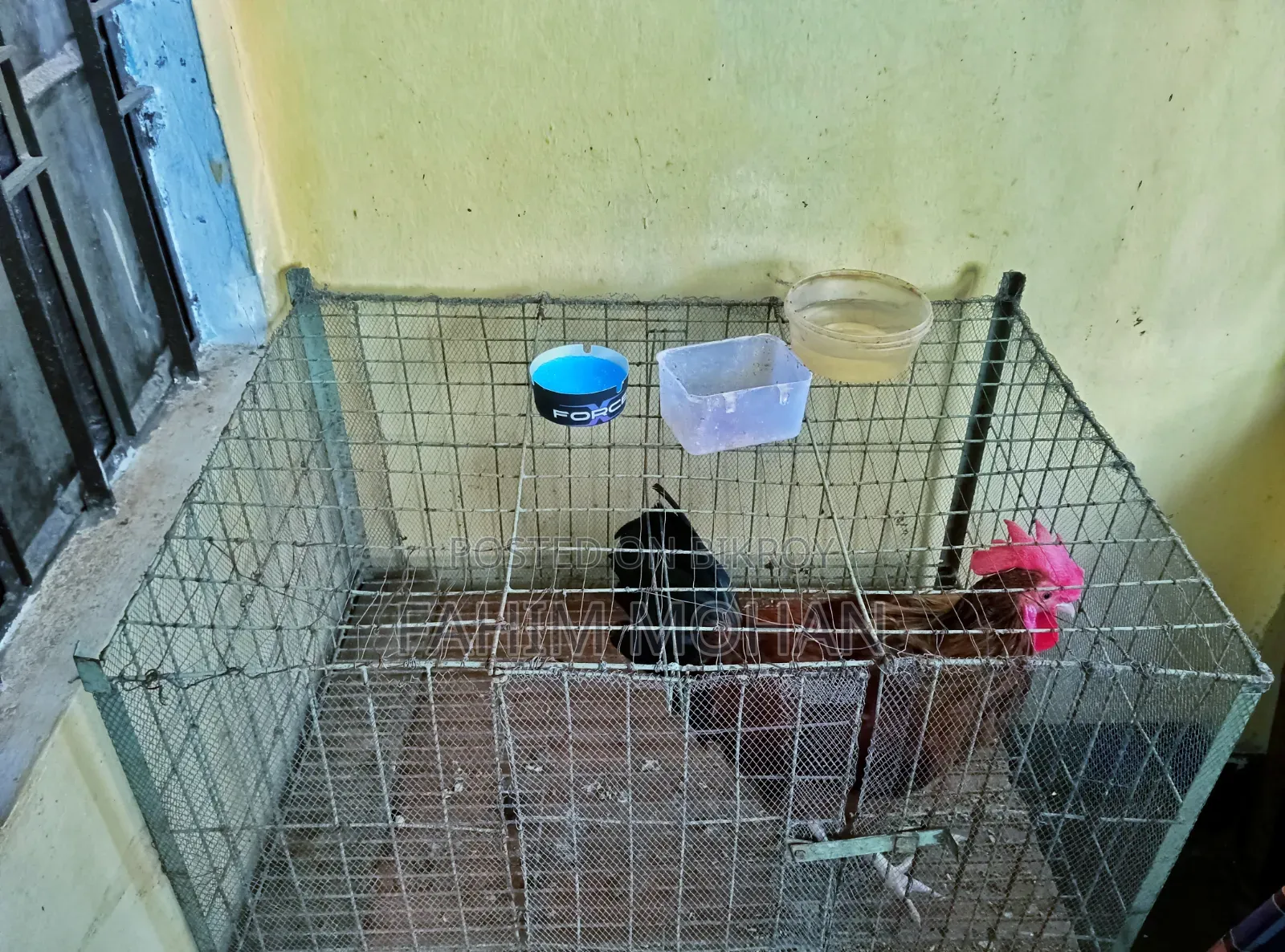 Rooster and Hen Cage