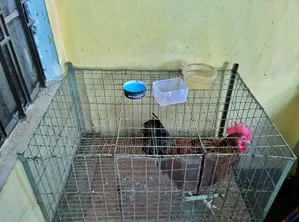 Rooster and Hen Cage