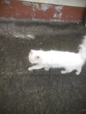 ৬-১২ মাসের ফিমেল পিওরব্রেড পার্সিয়ান