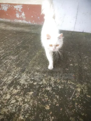 ৬-১২ মাসের ফিমেল পিওরব্রেড পার্সিয়ান