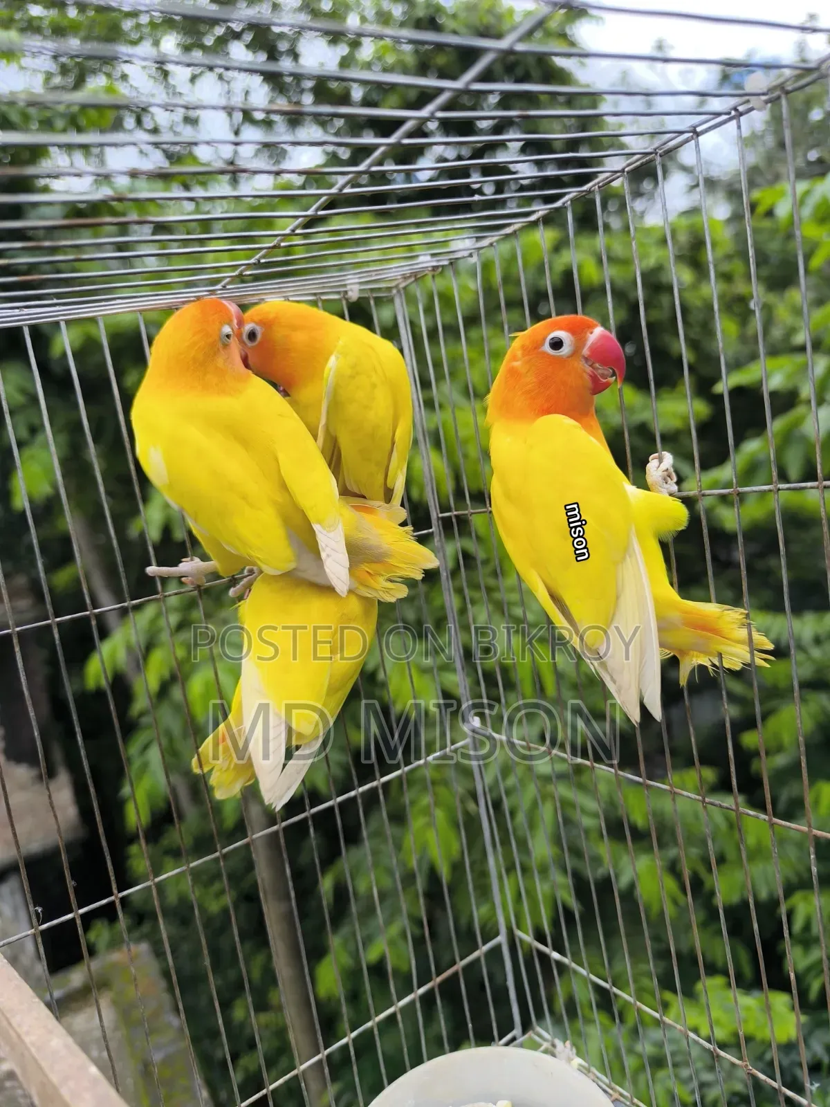 ৪ টা ডিএনে এডাল্ট ইয়ালো ফিশার ফিমেল লাভবার্ডস পাখি বিক্রিয় করা হবে