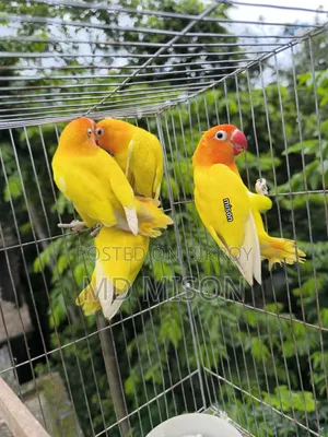 ৪ টা ডিএনে এডাল্ট ইয়ালো ফিশার ফিমেল লাভবার্ডস পাখি বিক্রিয় করা হবে