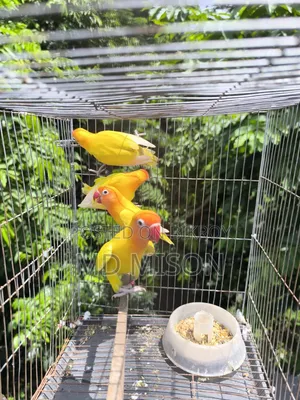 ৪ টা ডিএনে এডাল্ট ইয়ালো ফিশার ফিমেল লাভবার্ডস পাখি বিক্রিয় করা হবে