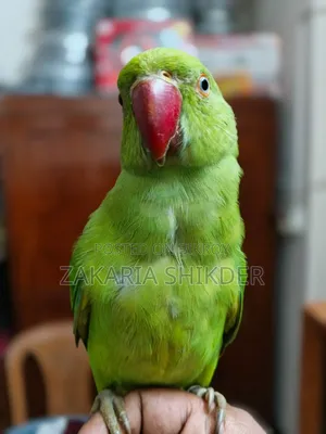 A Fully Tamed Talking Parrot