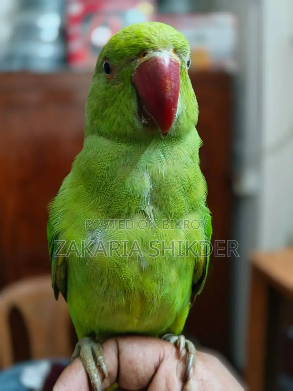 A Fully Tamed Talking Parrot