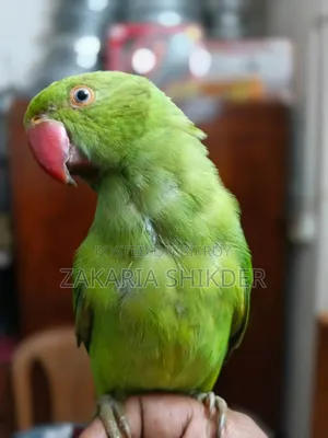 A Fully Tamed Talking Parrot