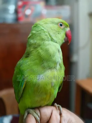 A Fully Tamed Talking Parrot