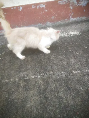 ৩-৬ মাসের ফিমেল পিওরব্রেড পার্সিয়ান