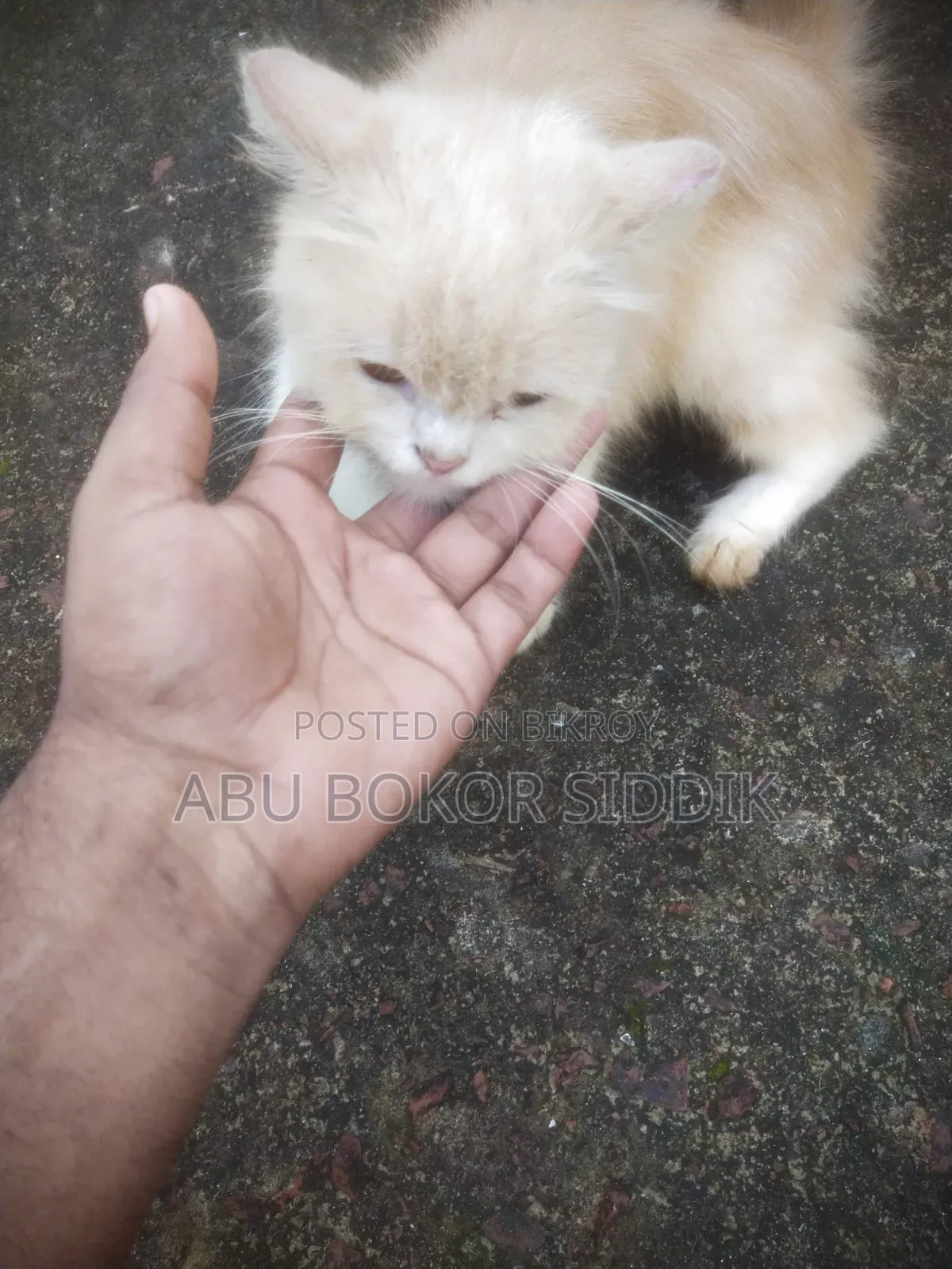 ৩-৬ মাসের ফিমেল পিওরব্রেড পার্সিয়ান