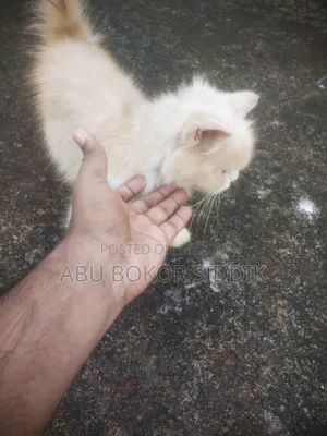 ৩-৬ মাসের ফিমেল পিওরব্রেড পার্সিয়ান