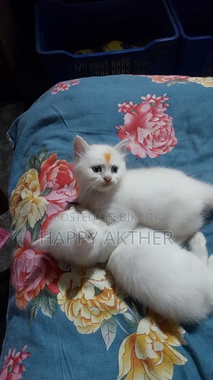 1-3 Months Female Mixed Breed Persian