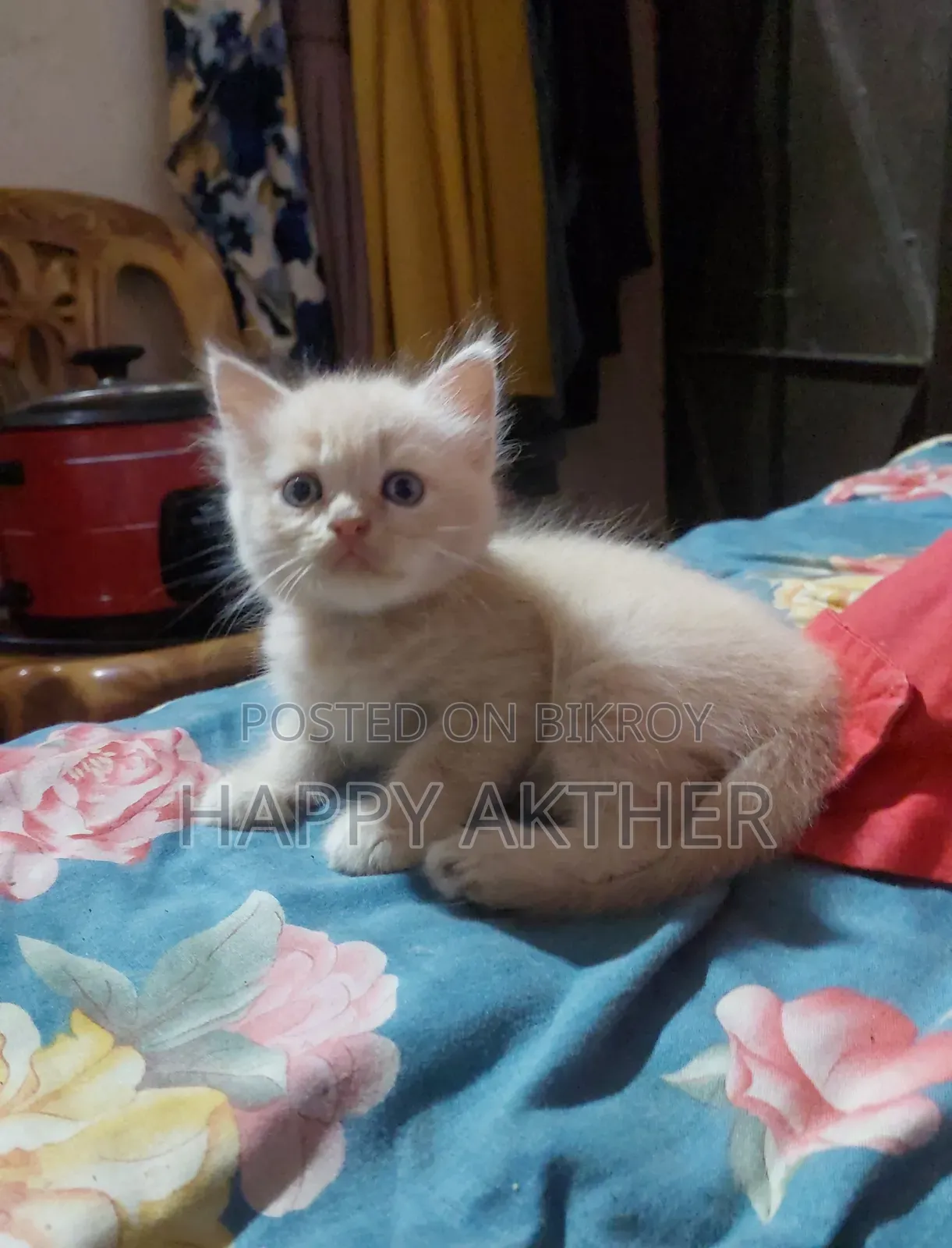 1-3 Months Female Mixed Breed Persian
