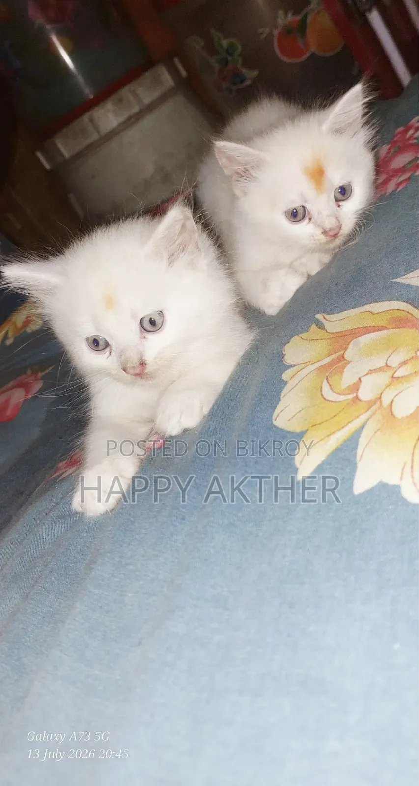 1-3 Months Female Mixed Breed Persian