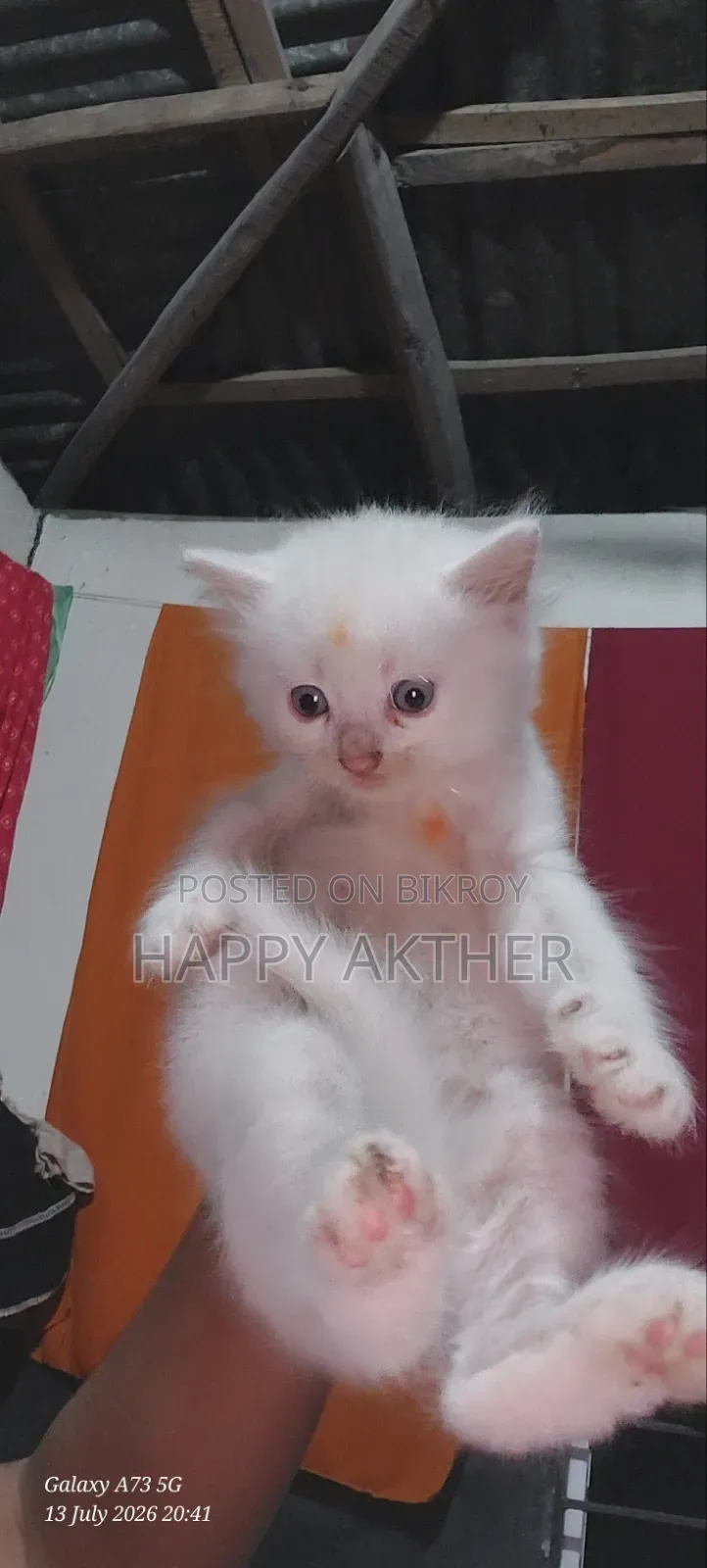 1-3 Months Female Mixed Breed Persian
