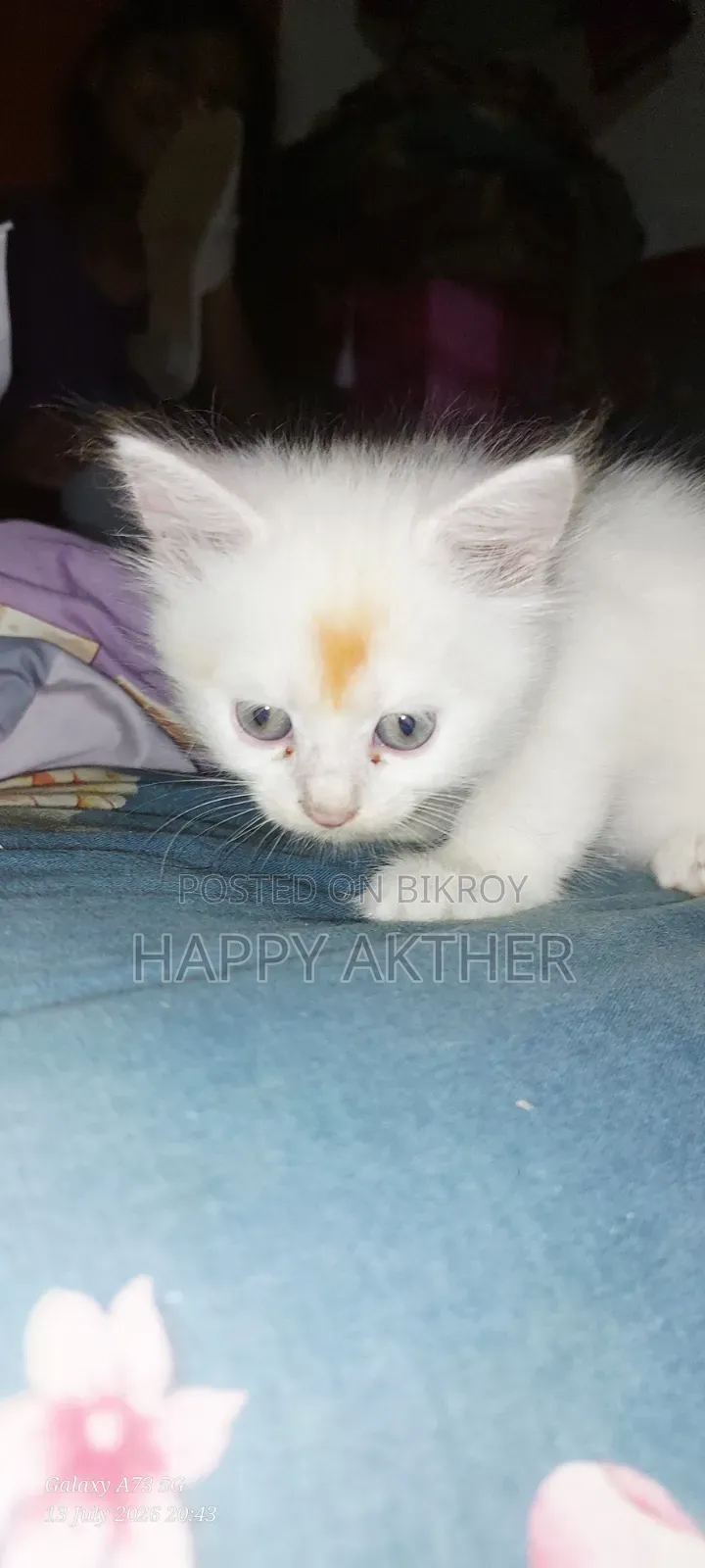 1-3 Months Female Mixed Breed Persian