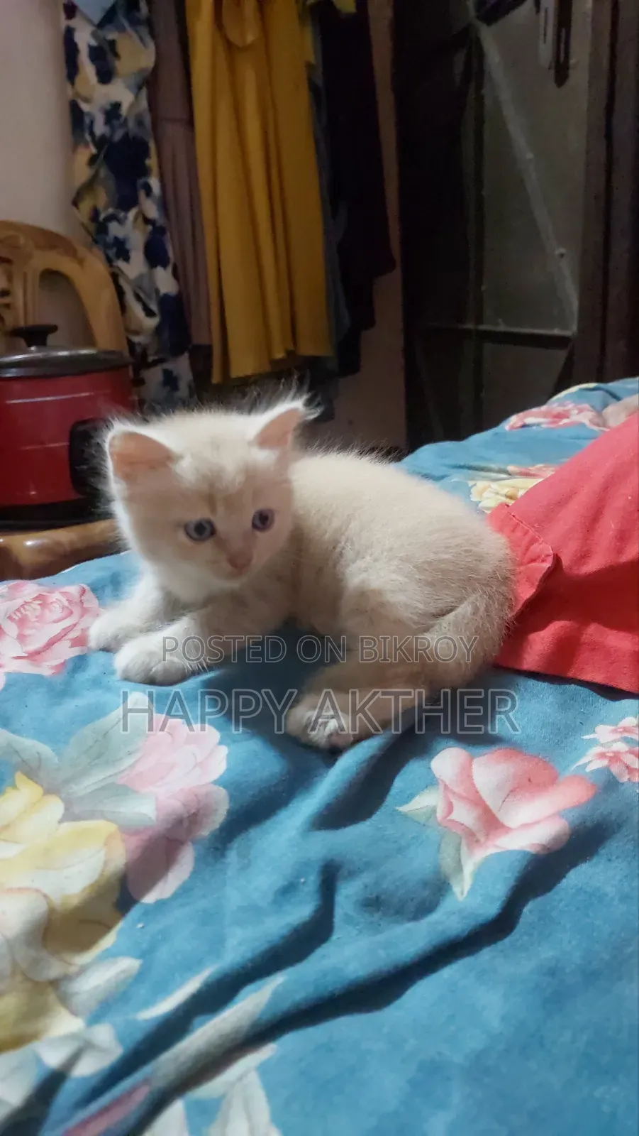 1-3 Months Female Mixed Breed Persian