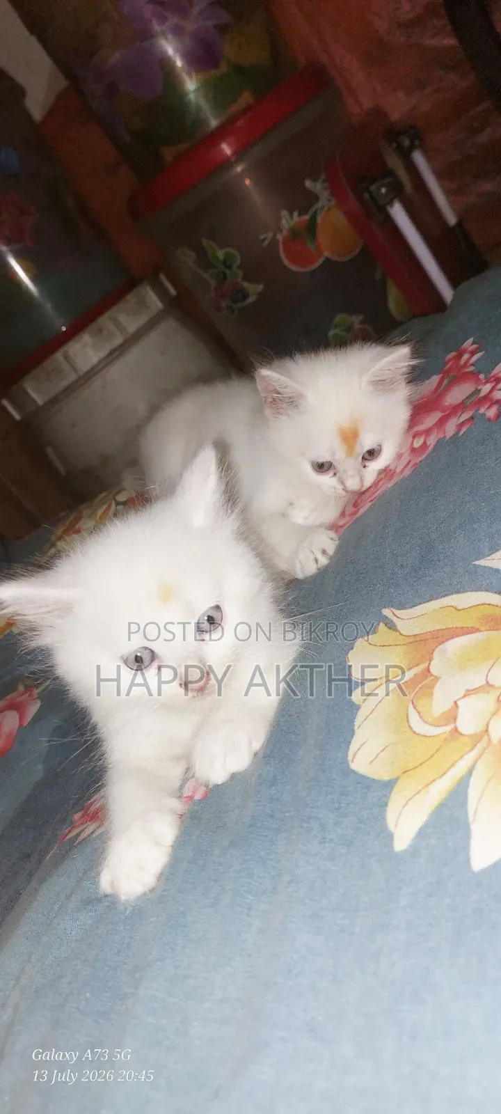 1-3 Months Female Mixed Breed Persian