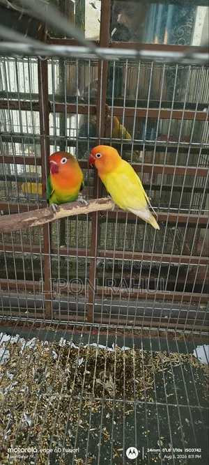Love Birds Adults Pair Sale