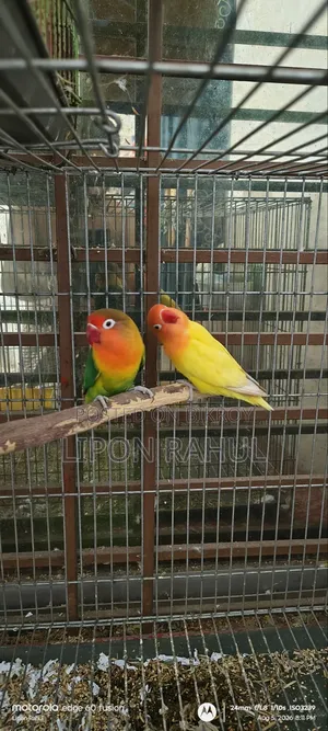Love Birds Adults Pair Sale