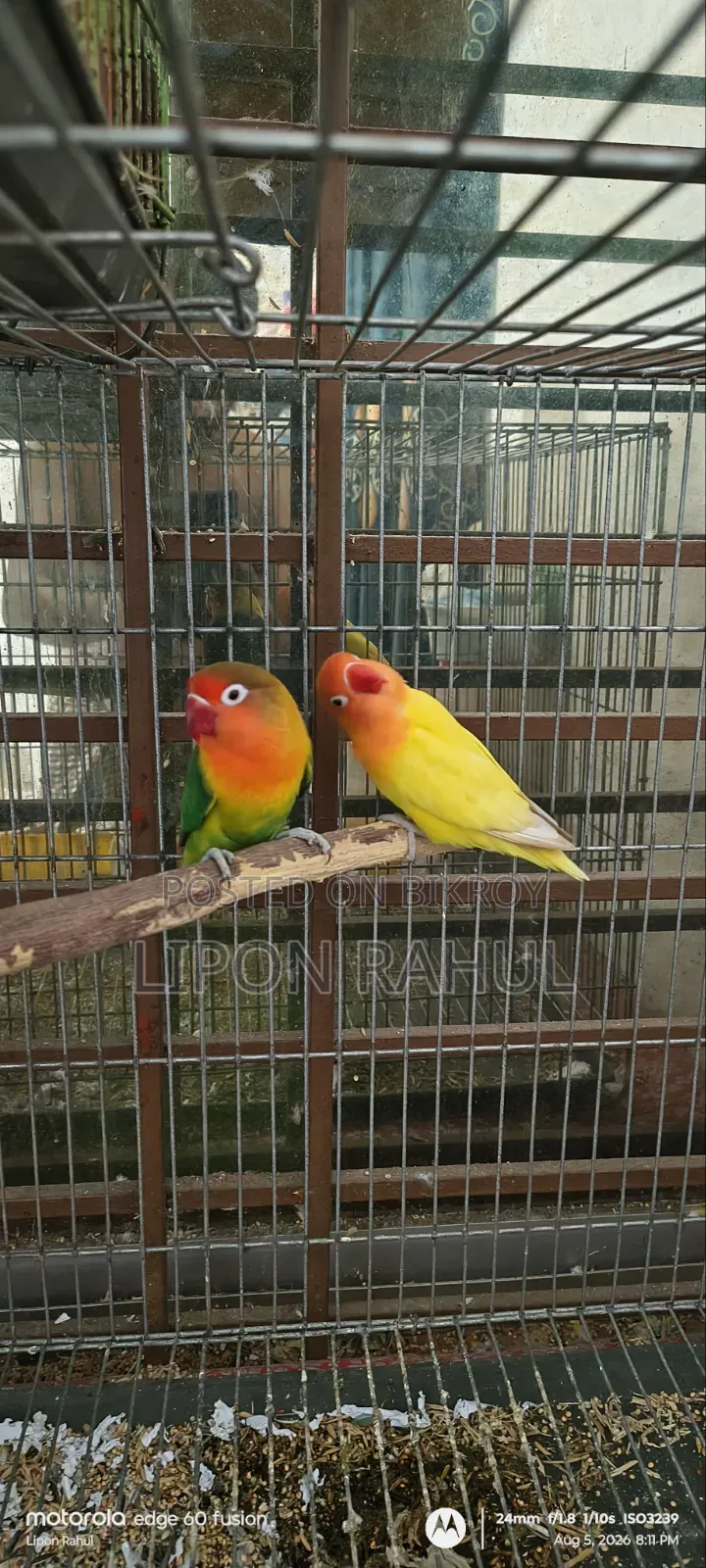 Love Birds Adults Pair Sale