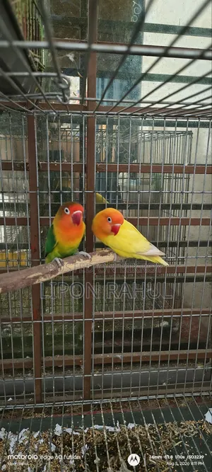 Love Birds Adults Pair Sale