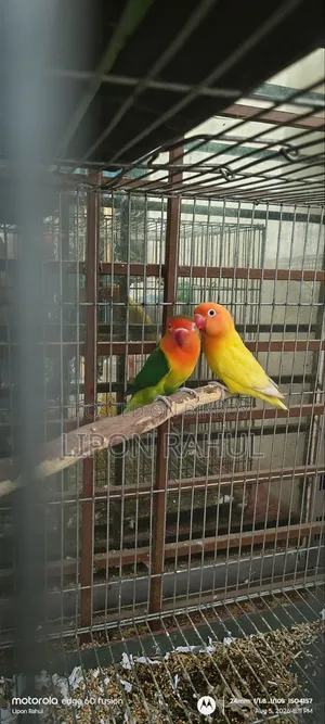 Love Birds Adults Pair Sale