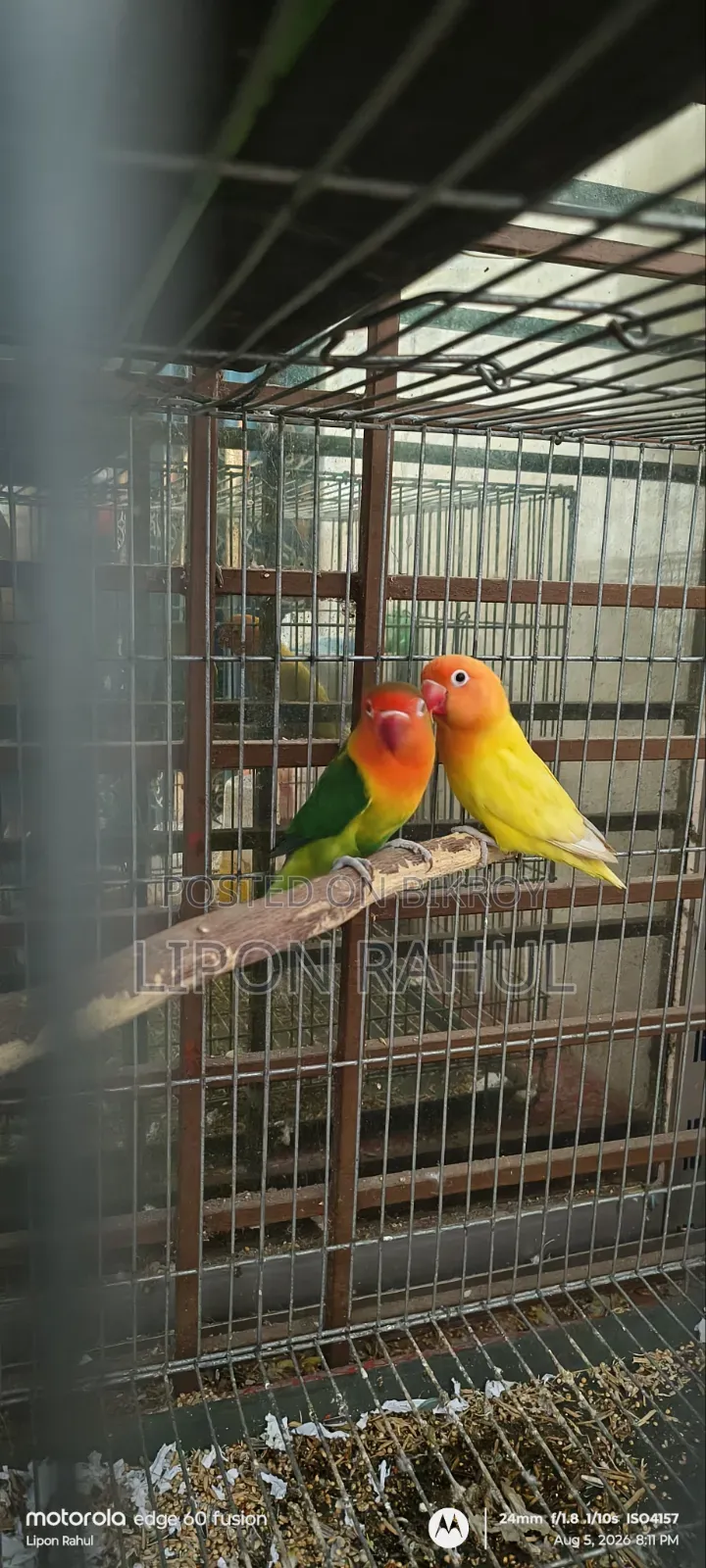 Love Birds Adults Pair Sale