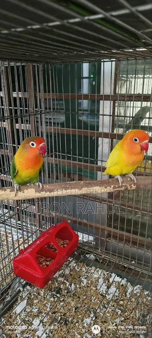 Love Birds Adults Pair Sale