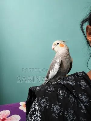 একটি টেম কোকাটেল পাখি বিক্রি হবে