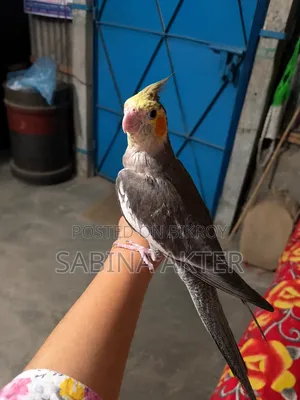 একটি টেম কোকাটেল পাখি বিক্রি হবে