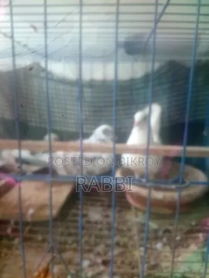 ২ জোড়া কবুতর বিক্রি হবে