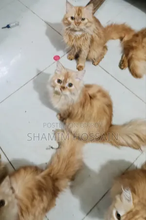 ৩-৬ মাসের পুরুষ পিওরব্রেড পার্সিয়ান