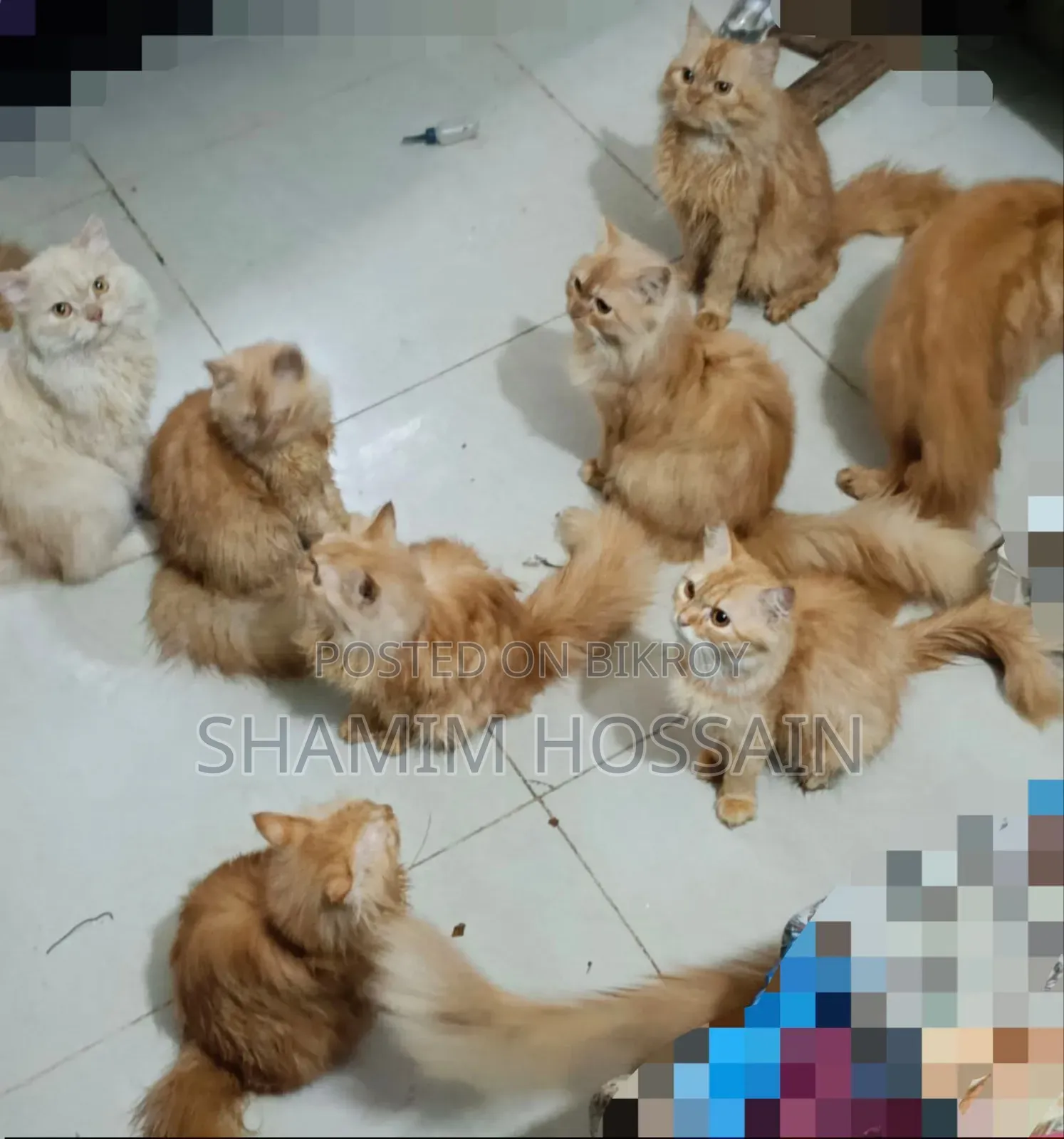 ৩-৬ মাসের পুরুষ পিওরব্রেড পার্সিয়ান