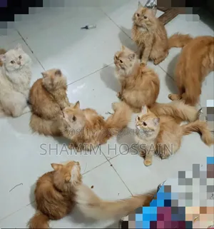 ৩-৬ মাসের পুরুষ পিওরব্রেড পার্সিয়ান