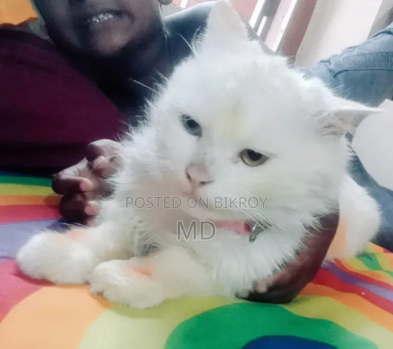 ৬-১২ মাস বয়সী পুরুষ বিশুদ্ধ পার্সিয়ান বিড়াল