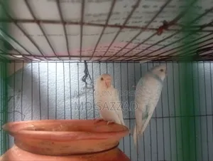 Budgerigar bird