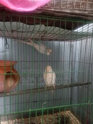 Budgerigar bird