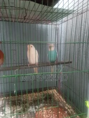 Budgerigar bird