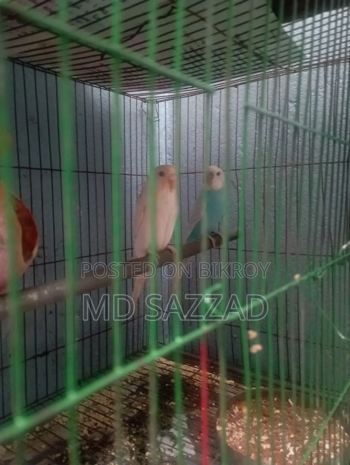 Budgerigar bird