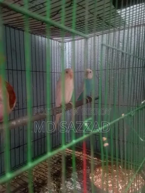 Budgerigar bird