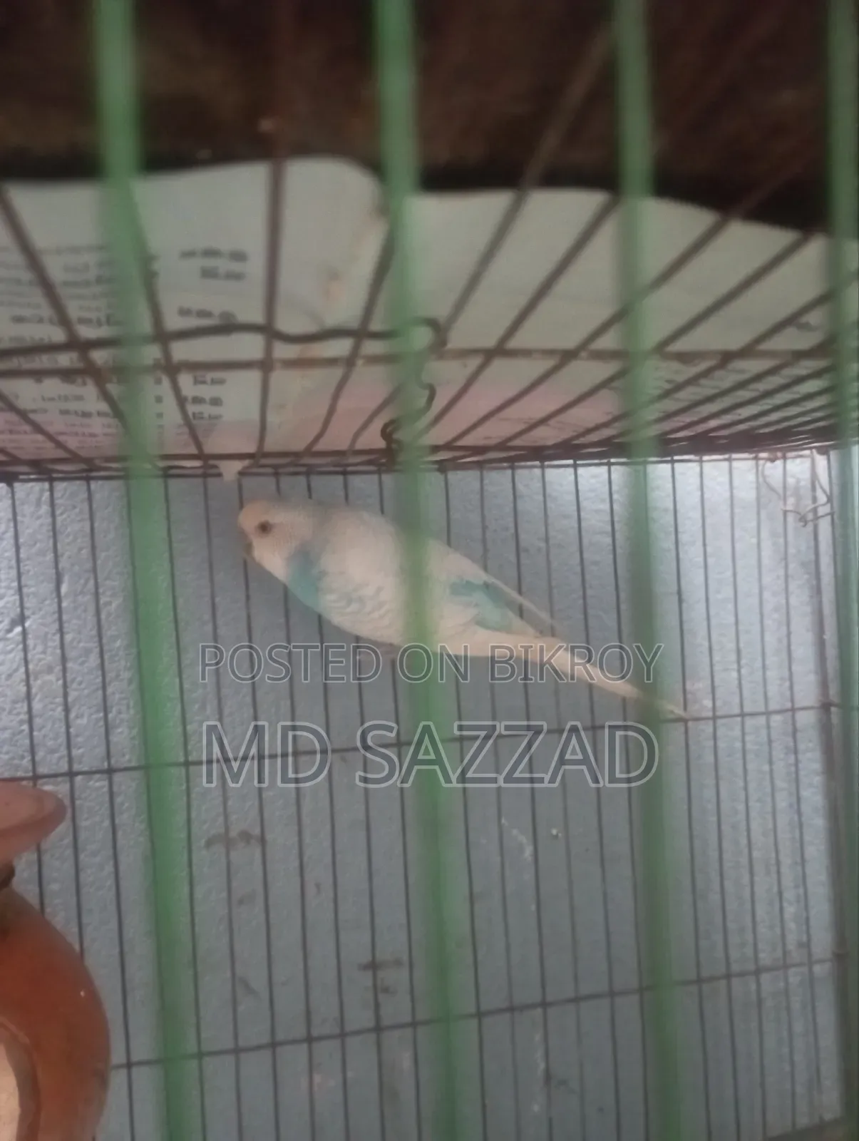 Budgerigar bird
