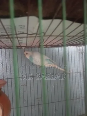 Budgerigar bird