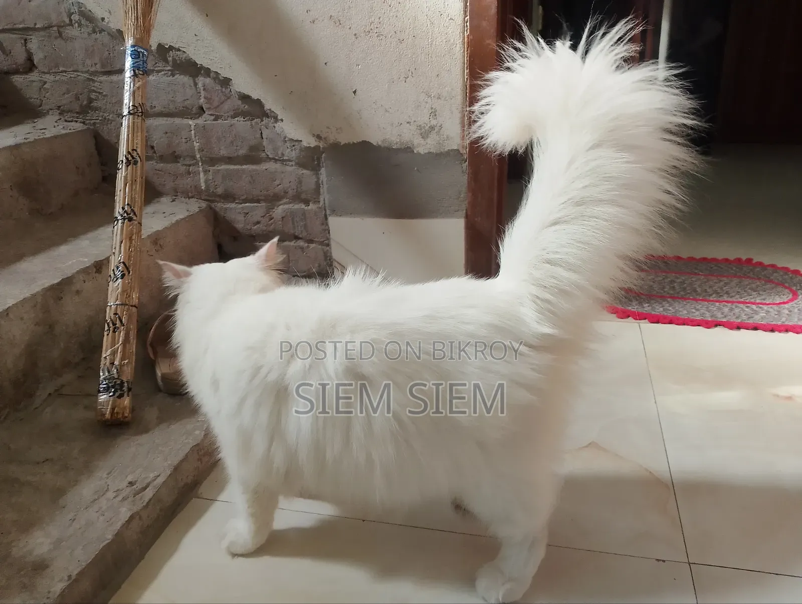 ১+ বছরের পুরুষ পার্সিয়ান বিড়াল