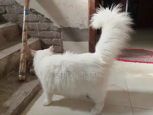 ১+ বছরের পুরুষ পার্সিয়ান বিড়াল